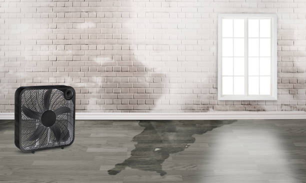 Best Flooded house restoration  in Homewood, IL